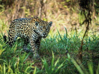 Sudamerica_Tours-OpVakantie-najaar-2026-ED21_page_41_item_8-groot
