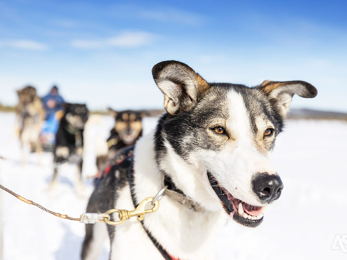 saariselka-shortbreak-husky